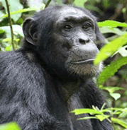 Ngamba island chimpanzee