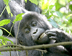 Beringei beringei Gorillas