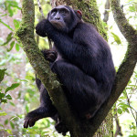 Chimpanzees of kibale NP