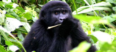 Gorillas 199