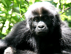 Gorillas in rwanda