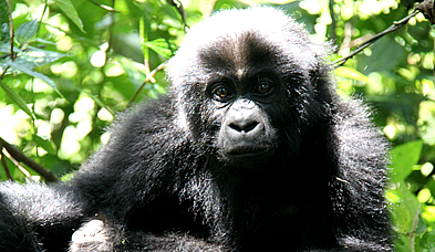 Gorillas in rwanda