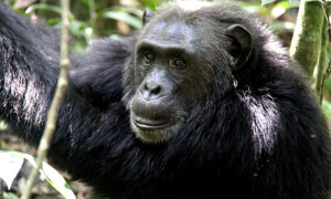 Nyugwe chimpanzee