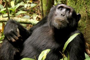 chimpanzee habituation kiba