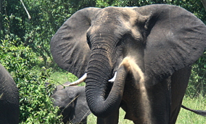 elephants un Queen elizabeth national park