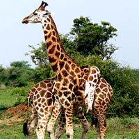 giraffis in  Murchison fall