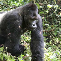 gorillas in Ruhengere