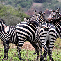 zebras in Lake Mburo