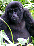 Mountain gorilla