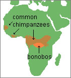 map_of_chimpanzees