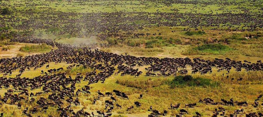 Serengeti-