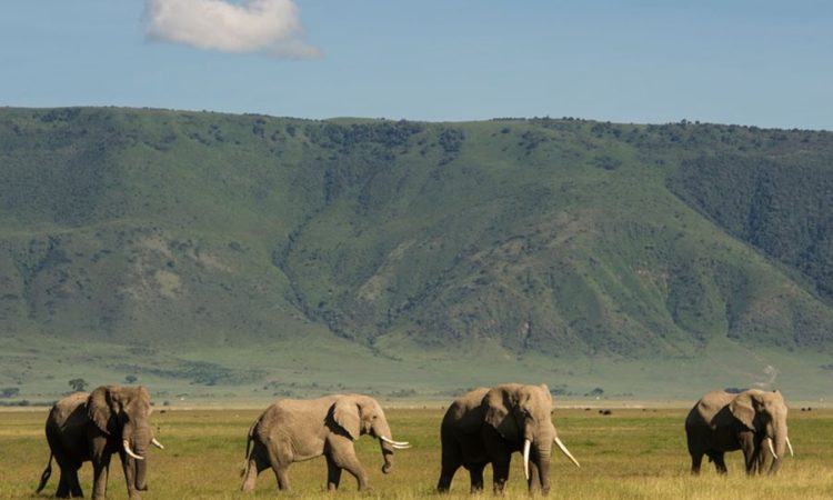 Best-Time-to-Visit-Ngorongoro-750x450