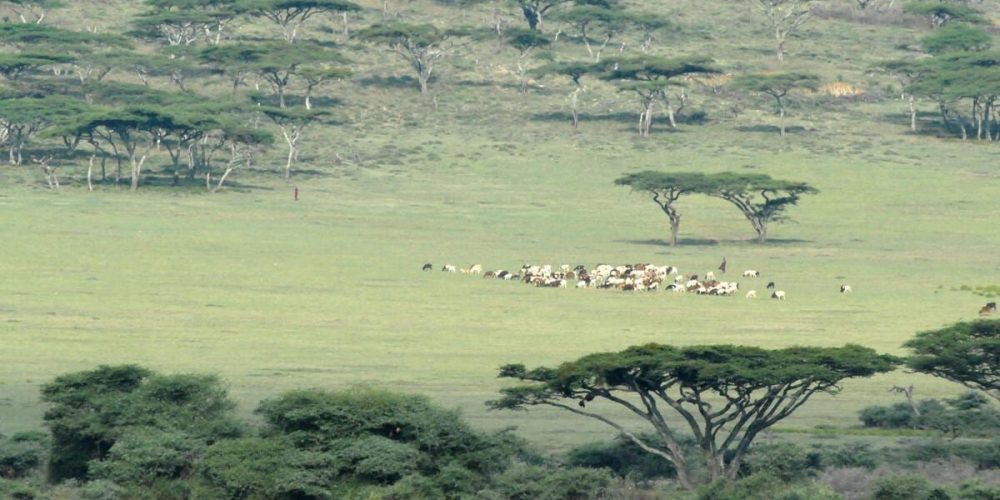 Ngorongoro-Conservation-Area-77
