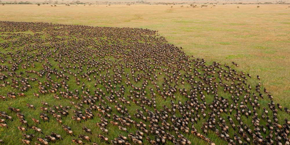 Wildebeest_Migration_in_Serengeti_National_Park,_Tanzania