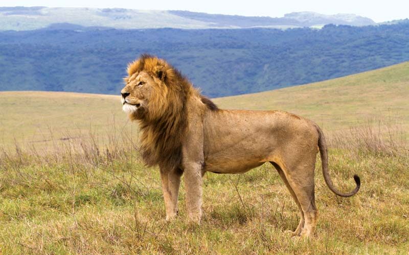 lion-Ngorongoro-Conservation-Area