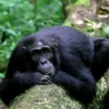 Chimpanzee-trekking-in-Kyambura-gorge