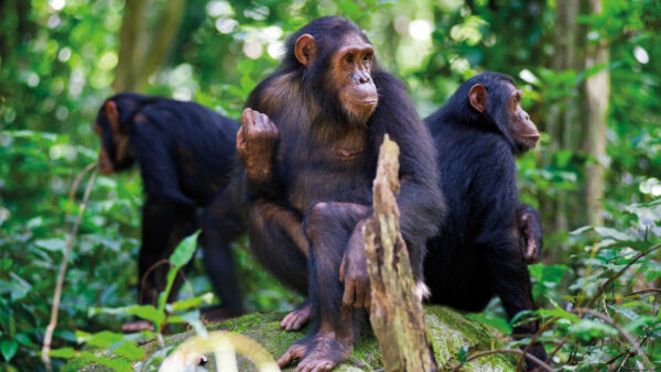 Chimpanzees-in-Nyungwe-national-park