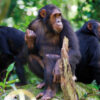 Chimpanzees-in-Nyungwe-national-park