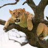Tree-climbing-lions-in-Lake-Manyara-National-Parks-750×450