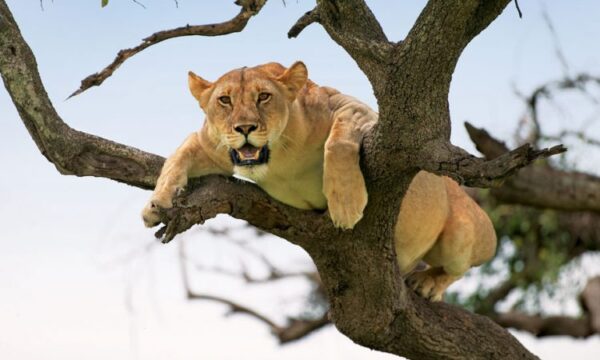 Tree-climbing-lions-in-Lake-Manyara-National-Parks-750×450