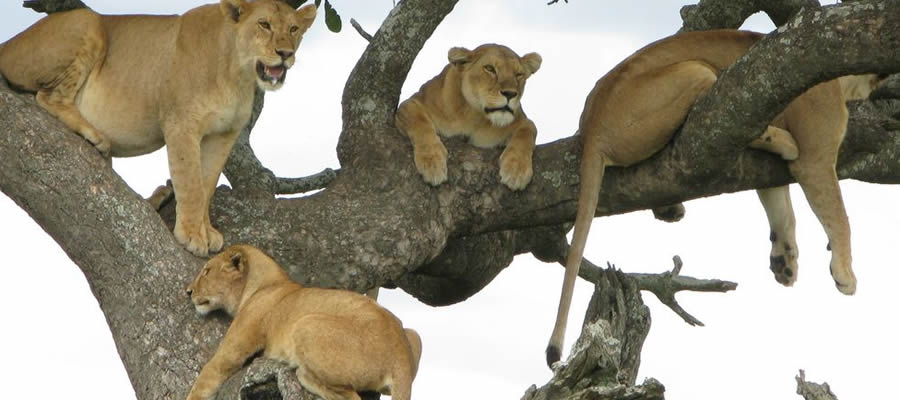 Tree-climbing-lions-of-Lake-Manyara