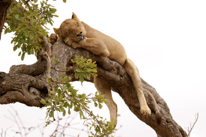 blog.lion-in-tree