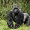 lowland-gorillas-congo