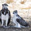 Martial eagle adult with chick