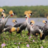 crested-crane-uganda