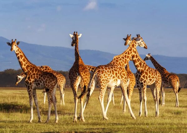 different-types-of-giraffes
