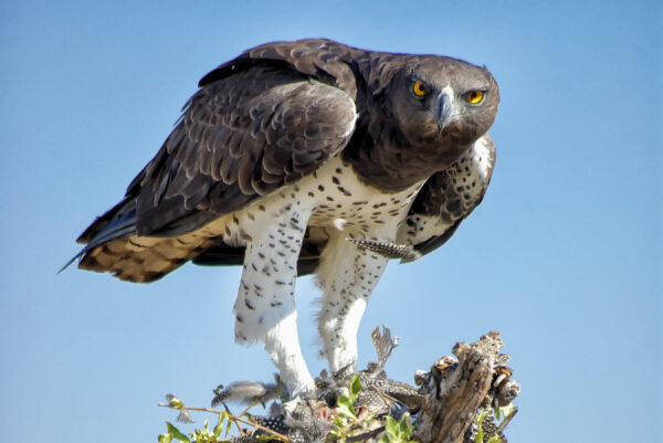 martial-eagle-with-prey-Etosha-National-Park