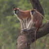 patas-monkey-uganda