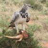 raptor-adler-africa-martial-eagle