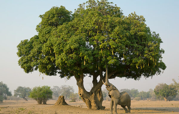 tree-elephant
