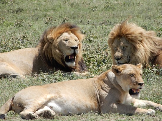 two-male-lions-and-one