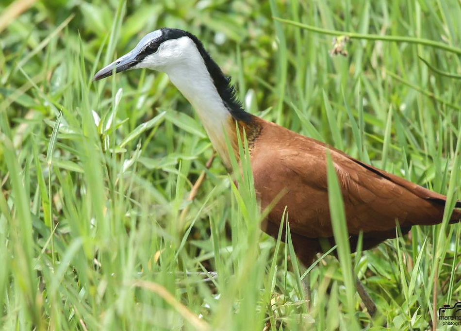 African_Jacana_in_Kidepo_Valley_950_682shar-50brig-20_c1