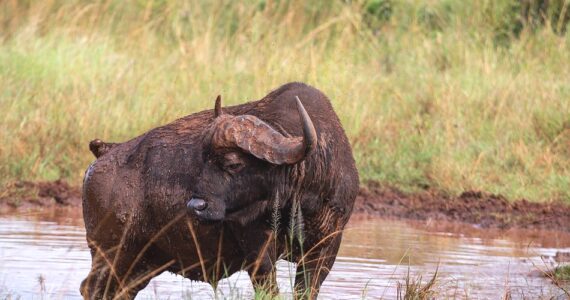 Buffalos_Akagera_National_Park_950_700shar-50brig-20_c1
