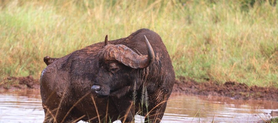 Buffalos_Akagera_National_Park_950_700shar-50brig-20_c1