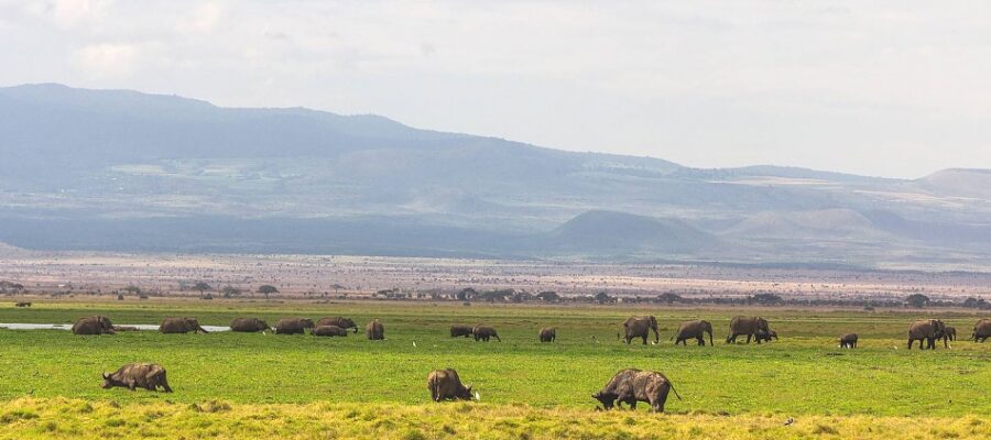 Buffalos_and_Elephants_in_the_Amboseli_National_Park_950_700shar-50brig-20_c1