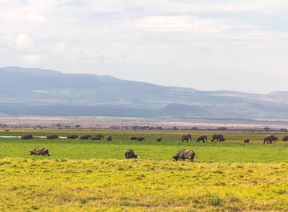 Buffalos_and_Elephants_in_the_Amboseli_National_Park_950_700shar-50brig-20_c1