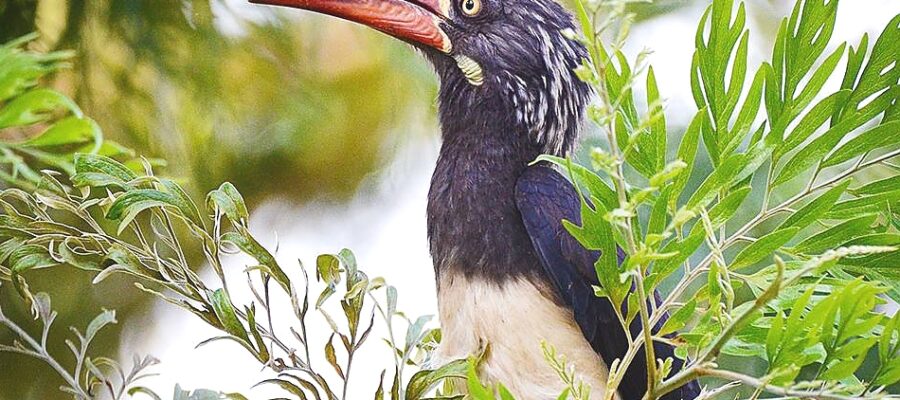 Crowned_Hornbill_in_Rwenzori_Mountains_950_678shar-50brig-20_c1