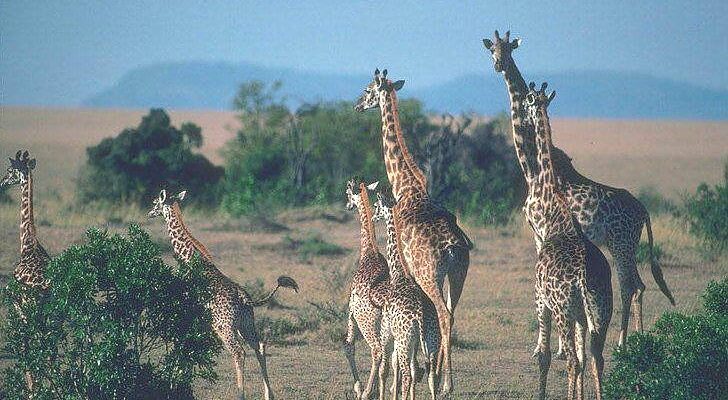 Giraffe_Feeding__Amboseli_National_Park_728_472shar-50brig-20_c1