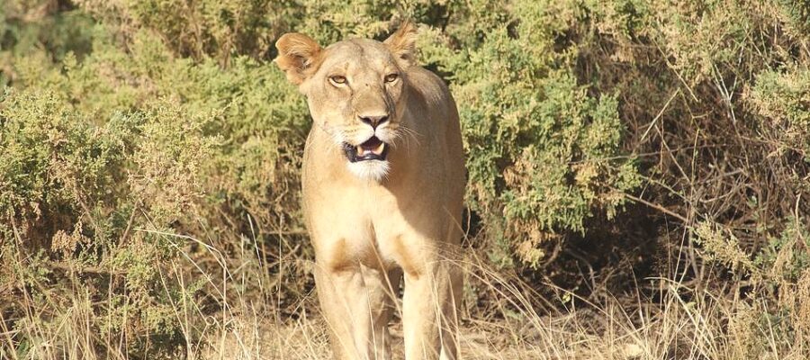 Lion_-_Samburu_National_Park_950_685shar-50brig-20_c1