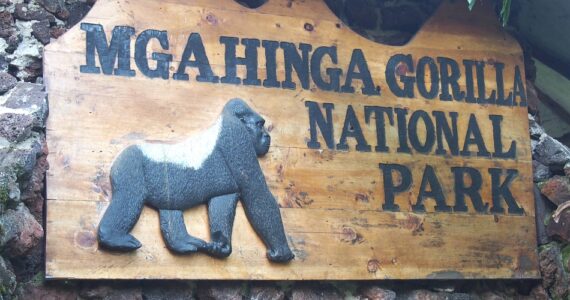Mgahinga_Gorilla_National_Park_950_700shar-50brig-20_c1