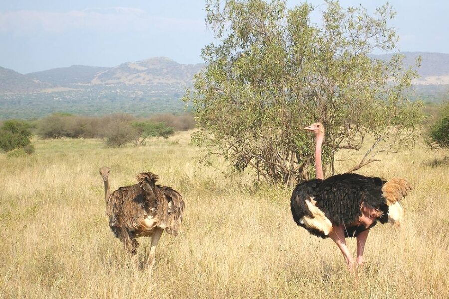 Ostriches_in_Tsavo_West_National_Park_950_700shar-50brig-20_c1