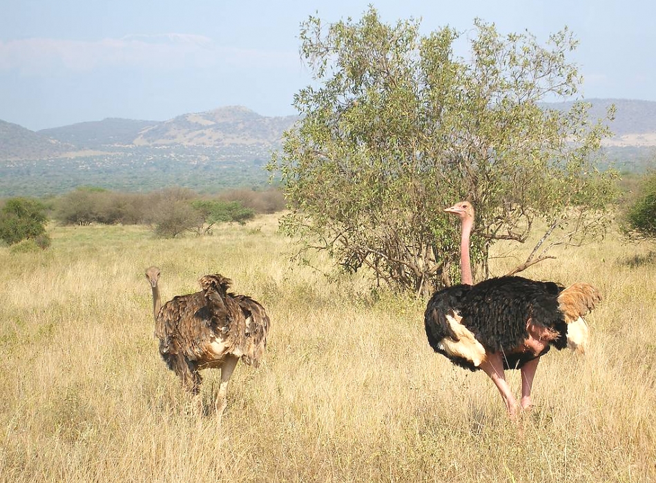 Ostriches_in_Tsavo_West_National_Park_950_700shar-50brig-20_c1