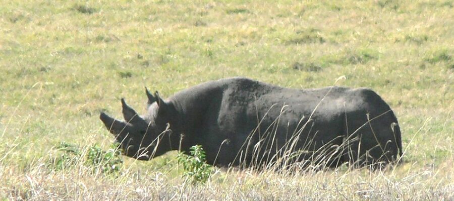 Rhino-in-Ngorongoro_950_700shar-50brig-20_c1