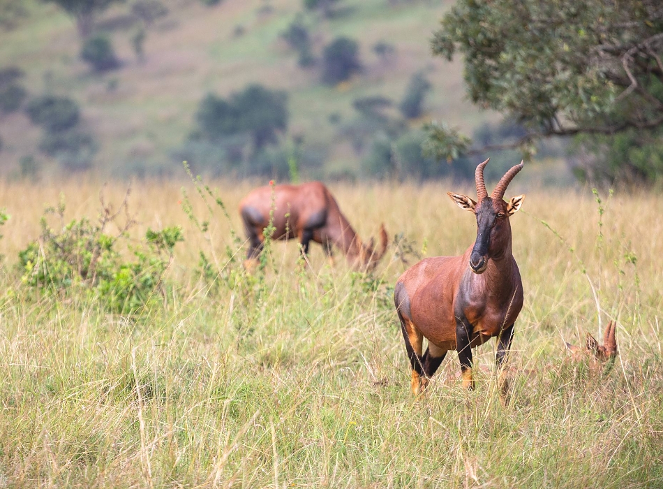 Topis_in_Akagera_National_Park_950_700shar-50brig-20_c1