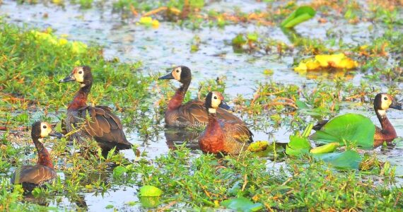 White-faced_Whistling_Duck_in_Kidepo_Valley_National_Park_950_621shar-50brig-20_c1